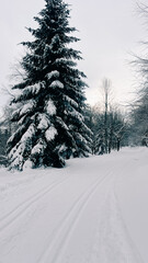 Ski track through the winter forest, cloudy