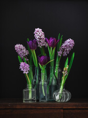 Pink hyacinth and purple tulips in glass vases. Composition with spring flowers on a dark background. 