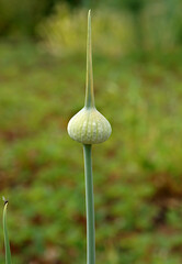 The garlic bulge with bulbs