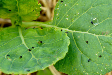 Flea beetles on a young cabbage leaf