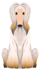 Afghan hound breed icon. Friendly furry dog