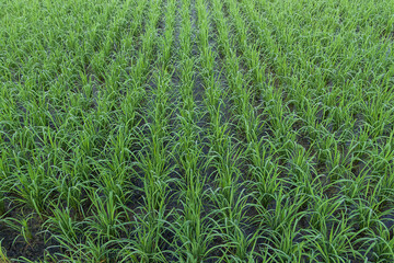 Obraz premium View of Young rice arranged in rows and sprout ready to growing in the rice field.