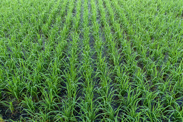 View of Young rice arranged in rows and sprout ready to growing in the rice field.