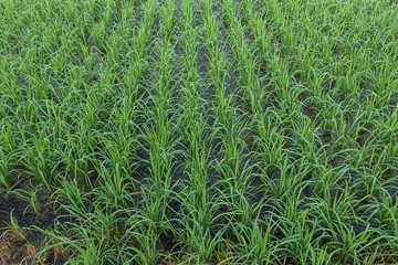 Obraz premium View of Young rice arranged in rows and sprout ready to growing in the rice field.