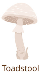 Toadstool illustration. Poisonous mushroom. Forest growing fungus