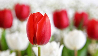 A vibrant red tulip stands out among soft-focus white and red tulips; showcasing nature’s beauty. Ideal for spring themes; it highlights renewal and growth.