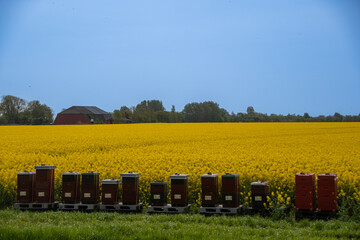 Beehives in front of a rapeseed field