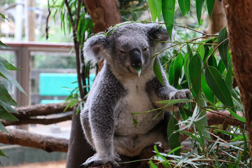 Koala