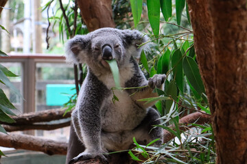 Koala