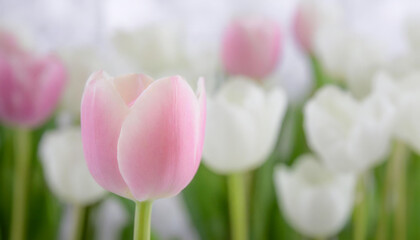 A delicate pink tulip stands out against a soft-focus pink and white tulips backdrop of blooming flowers. Ideal for spring themes, romantic and floral designs.