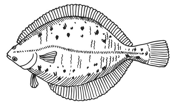 Flounder sketch. Hand drawn sea fish engraving