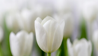 A delicate pink tulip stands out against a soft-focus white tulips backdrop of blooming flowers. Ideal for spring themes, romantic and floral designs.