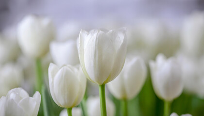 A delicate pink tulip stands out against a soft-focus white tulips backdrop of blooming flowers. Ideal for spring themes, romantic and floral designs.