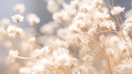white flower field in sunset, flares and bokeh focus, blurry background cotton