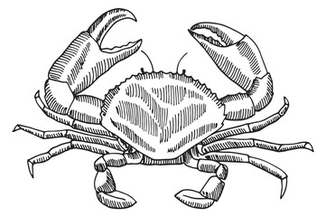 Crab engraving. Hand drawn shellfish. Seafood sketch - obrazy, fototapety, plakaty