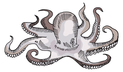 Octopus color illustration. Wild ocean fauna sketch