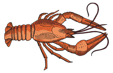 Red lobster drawing. Seafood restaurant menu illustration
