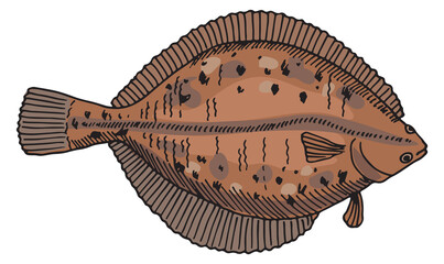 Flounder illustration. Hand drawn underwater fish icon