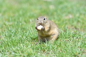 Ground squirrel keeps food in the front paws and eats in the grass
