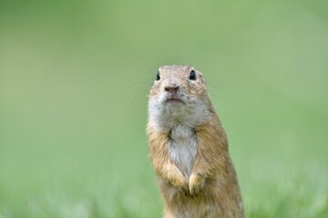 Naklejka na ściany i meble Portrait of ground squirrel on the grass meadow 