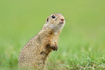 Naklejka na ściany i meble Portrait of ground squirrel on the grass meadow 