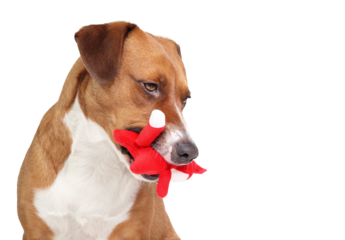 Isolated dog with plush toy in mouth. Cute puppy dog waiting with toy for owner to play fetch. Concept for resource guarding and drop it obedience. 2 years old, female Harrier dog. Selective focus.