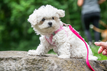 Little sweet white Maltipoo puppy baby is walking in nature - 716846580