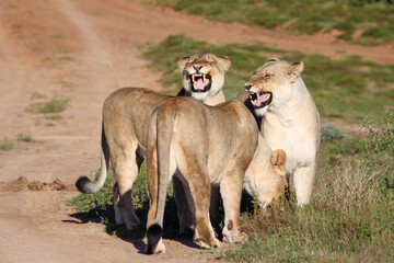 Three Lionesses