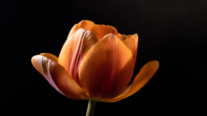 A radiant orange tulip blooms against a dark backdrop, highlighting its vibrant petals and delicate structure