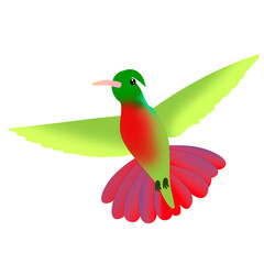 Obraz premium hummingbird xantus small bird isolated on white background