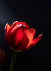 A radiant red tulip blooms against a dark backdrop, highlighting its vibrant petals and delicate structure