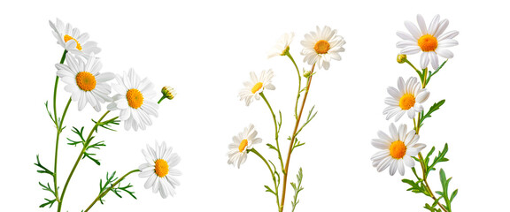 Set of daisies flower isolated on white background