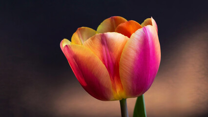 A radiant pink, orange and white tulip blooms against a dark backdrop, highlighting its vibrant petals and delicate structure