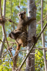 red fronted lemur with the baby on a tree in kirindy dry forest, Madagascar