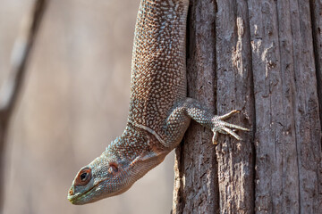 close up of a collared iguana on a tree in Kirindy dry forest, Madagascar