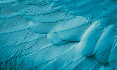 blue feather pigeon macro photo. texture or background - obrazy, fototapety, plakaty