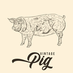 Vintage Hand Drawing Pig Sketch Vector Stock Illustration