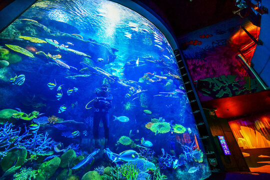 Thailand, Bangkok - August 30, 2018: Sea Life Bangkok Ocean World Aquarium in the shopping center of Siam Paragon