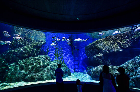 Thailand, Bangkok - August 30, 2018: Sea Life Bangkok Ocean World Aquarium in the shopping center of Siam Paragon