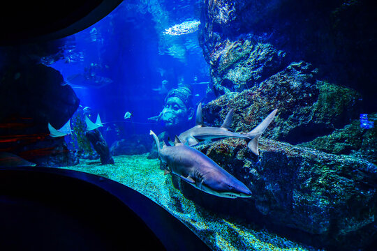 Thailand, Bangkok - August 30, 2018: Sea Life Bangkok Ocean World Aquarium in the shopping center of Siam Paragon