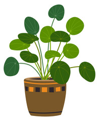 Pilea indoor plant. Flowerpot with green house decoration