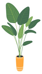 Diefenbachia indoor decoration. Green houseplant in ceramic pot