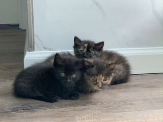 three kittens huddled together