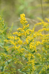 Brilliant Yellow Goldenrod Flowering and Blooming in the Summer