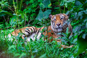 Fototapeta premium Sumatran Tiger in the forest, Panthera tigris altaica