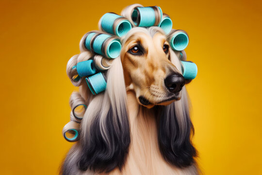 afghan hound dog with curlers on her hair and big eyes smiling on a solid color bright background. ai generative