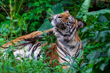 Sumatran Tiger in the forest, Panthera tigris altaica