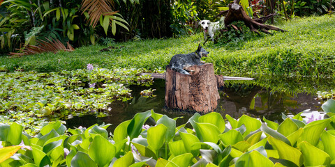 Dogs enjoying the countryside and the water pond