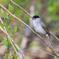 Blackcap