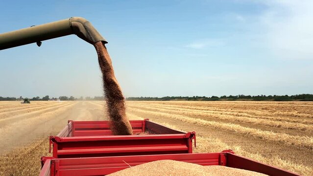 Combine Harvester Unloading Wheat Grain On The Go into a Tractor Trailer. Wheat Harvesting Campaign. Wheat Grain Falling From Combine Auger into Grain Cart. Global Wheat Prices.